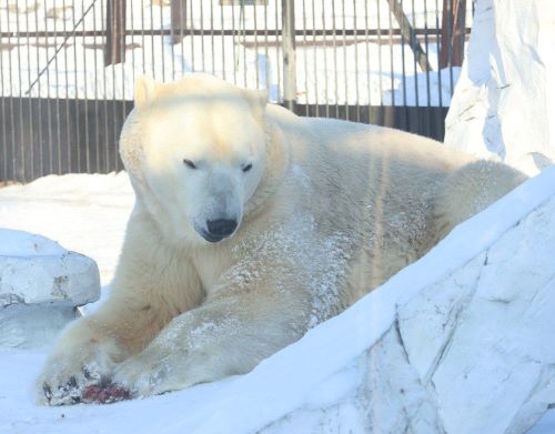 27 февраля - международный день белого медведя