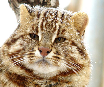 Приамурский зоосад им. В. П. Сысоева - Амурский лесной кот