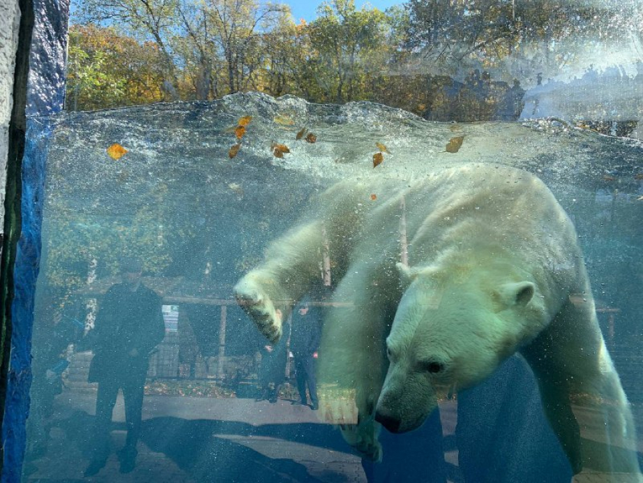 Белый медведь по кличке Алмаз поселился в хабаровском зоосаде