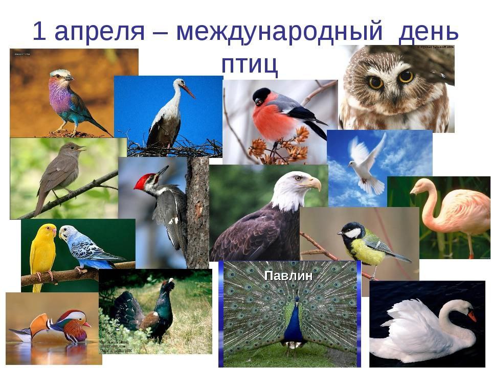 Международный день птиц