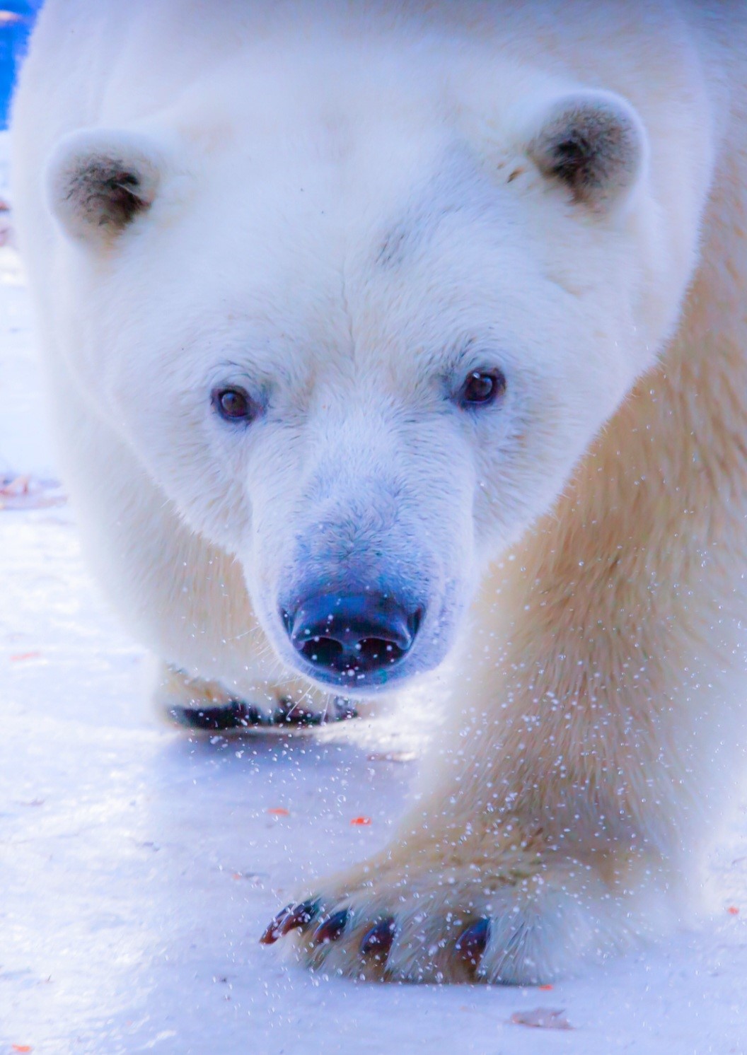 27 февраля отмечается Международный день полярного белого медведя