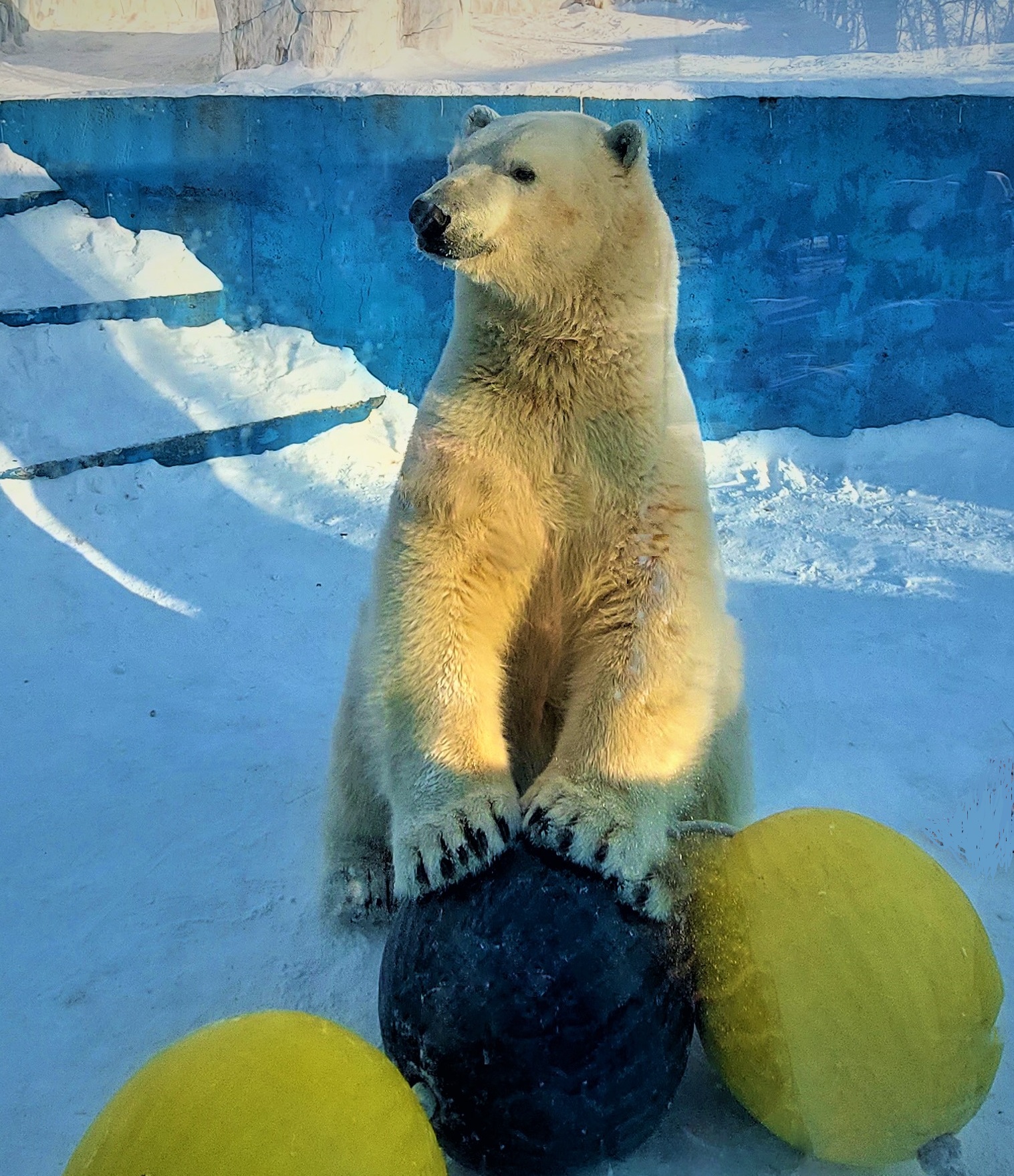 27 февраля - Международный День полярного медведя