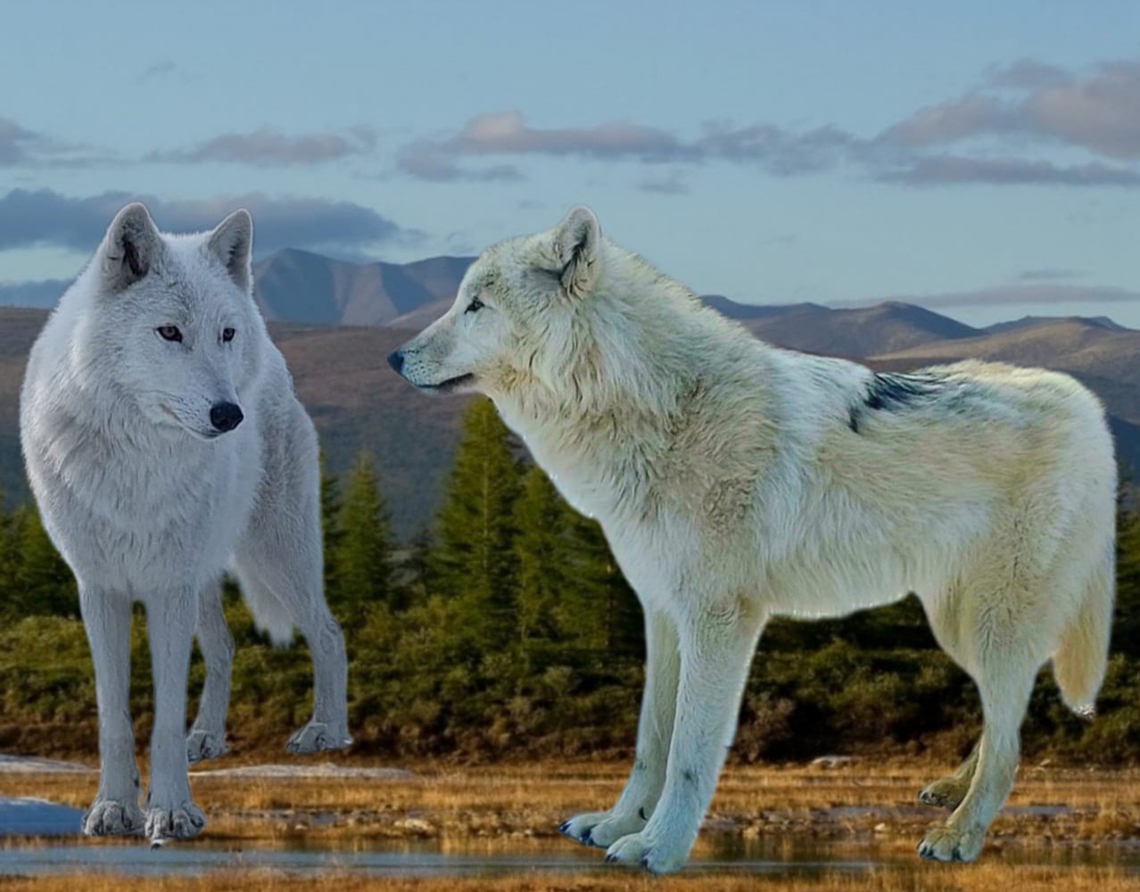 День рождения полярных волков Герды и Шелдона