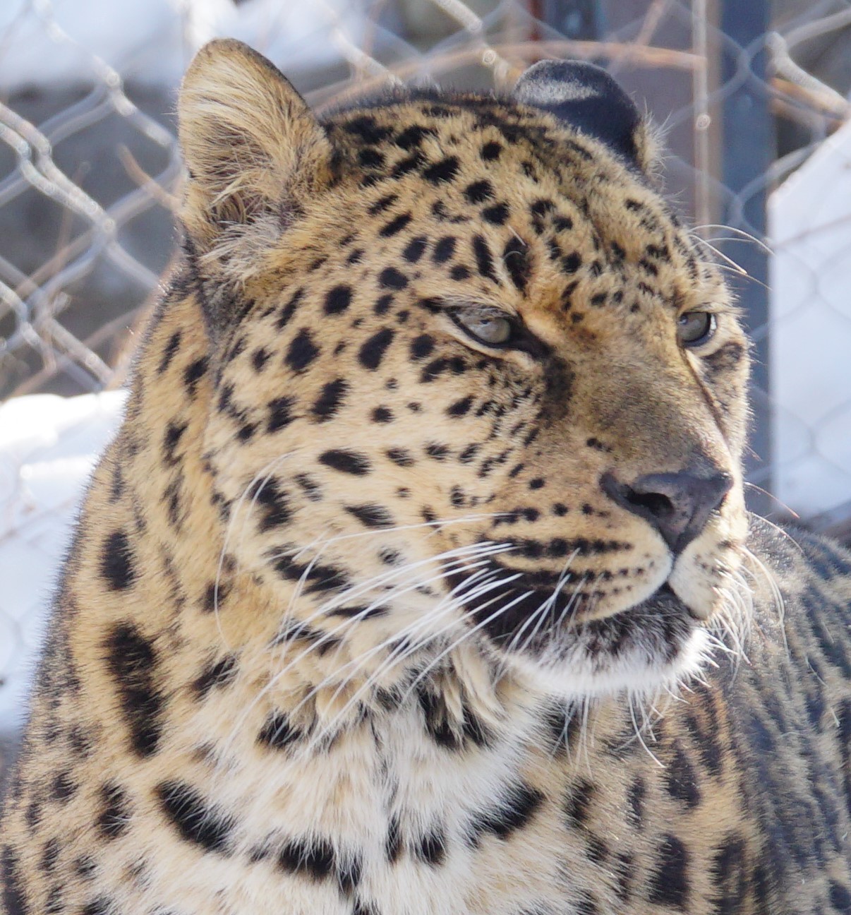 Данила – дальневосточный леопард, сегодня именинник!
