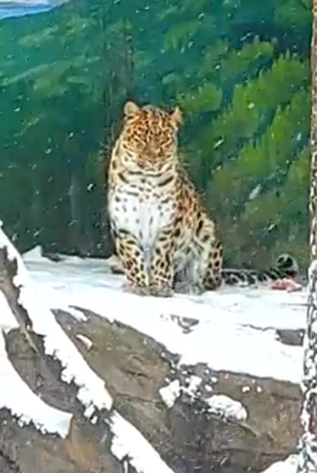leopard-elfa