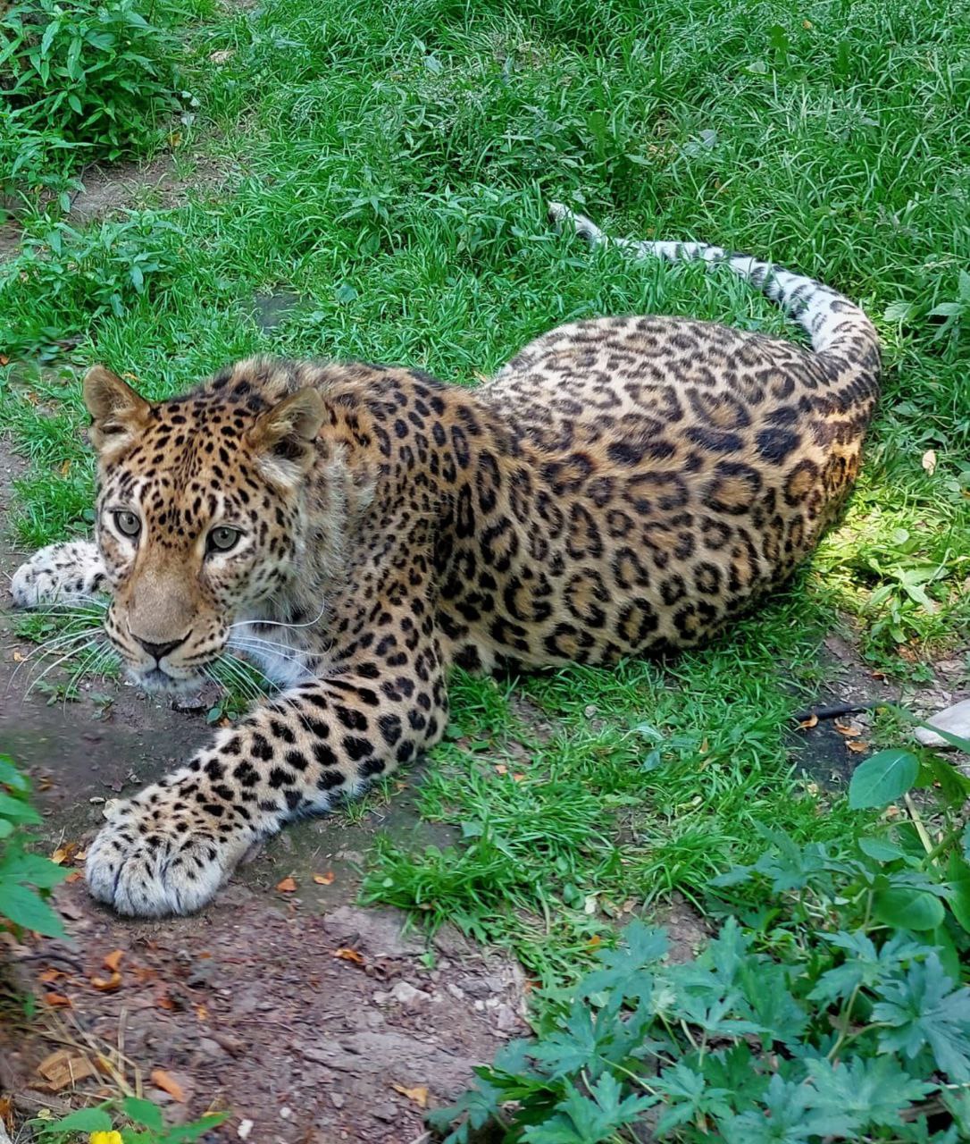 Юбилей у персидского леопарда Стивена - 15 лет!