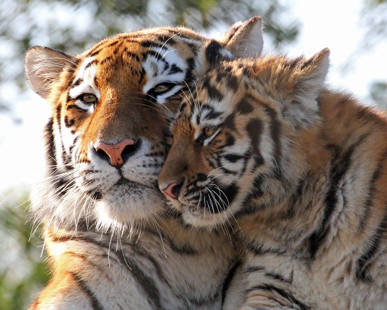 Амурские тигры - гордость России