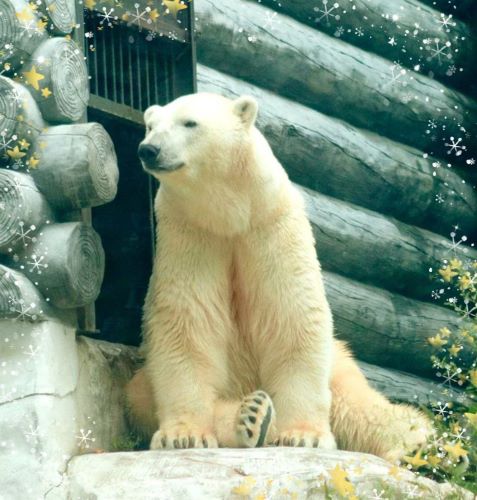 15 декабря - День рождения белого медведя Алмаза