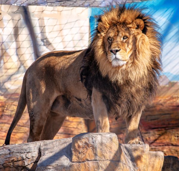 10 апреля - День рождения льва Аслана