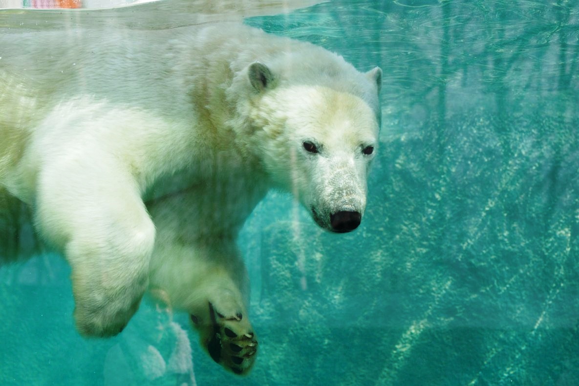 Белому медведю из зоосада под Хабаровском привезут подругу