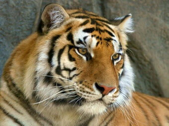 Приглашаем вас принять участие в общественном голосовании о месте размещения тигрицы Тайга