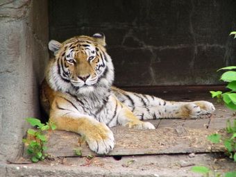 Тигрица Тайга встретила весну в "Утесе"