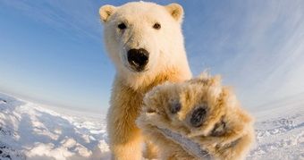 27 февраля - Международный день белого медведя
