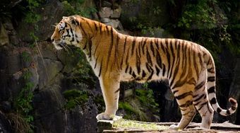 Почему тигр Амур не может остаться в Приморье в настоящее время