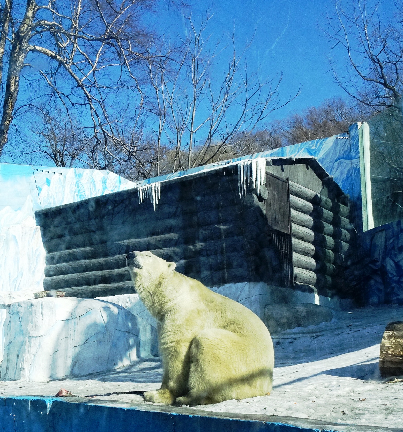 Международный день полярного (белого) медведя в зоосаде
