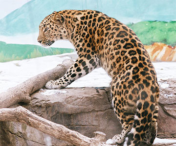 Приамурский зоосад им. В. П. Сысоева - Дальневосточный леопард