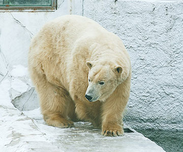 Приамурский зоосад им. В. П. Сысоева - Медведь белый